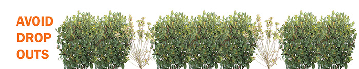 Finding the Right Hedging and Screening Plants