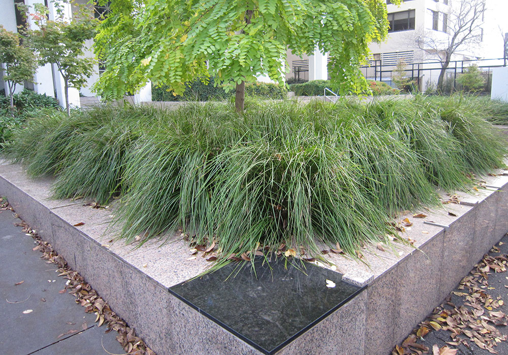 Modern Clumping Architectural Plants