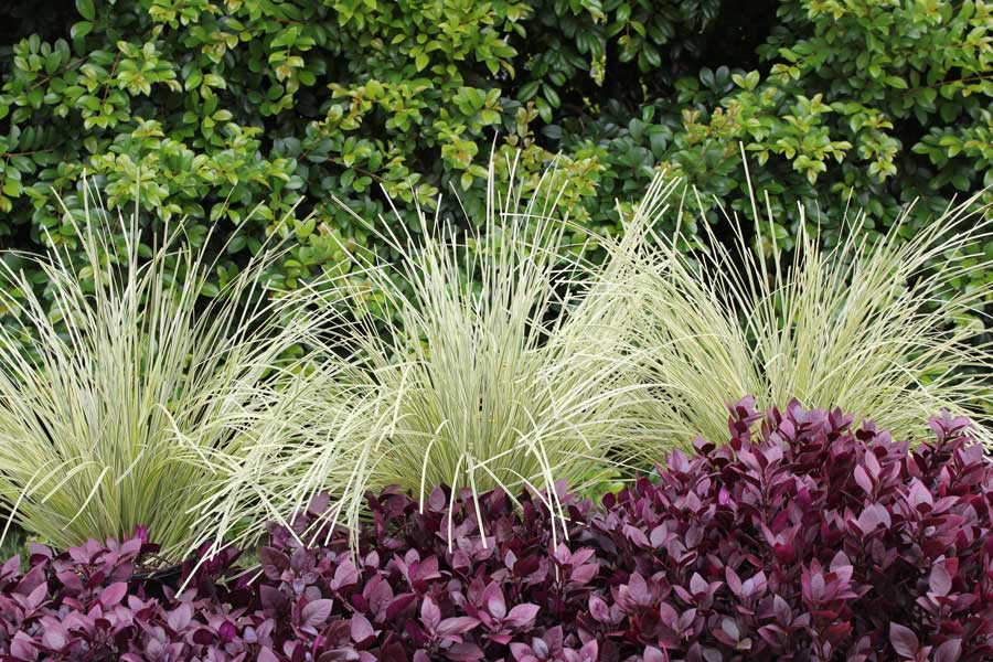 Best Plants Bred for Functionality