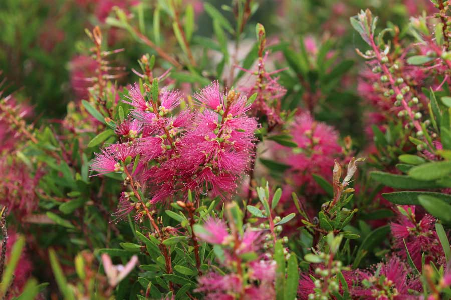 Native Plants for Clay Soils