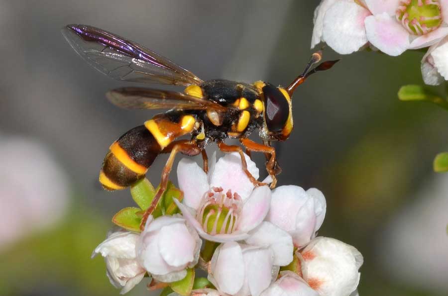 Native Plants for Pollinators