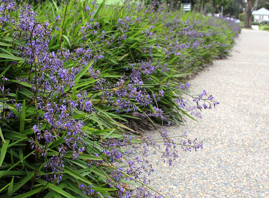 Best Plants for Mass Planting