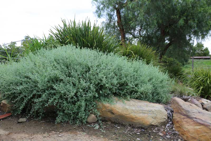 Aussie Flat Bush