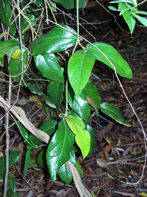 aristolochia plant