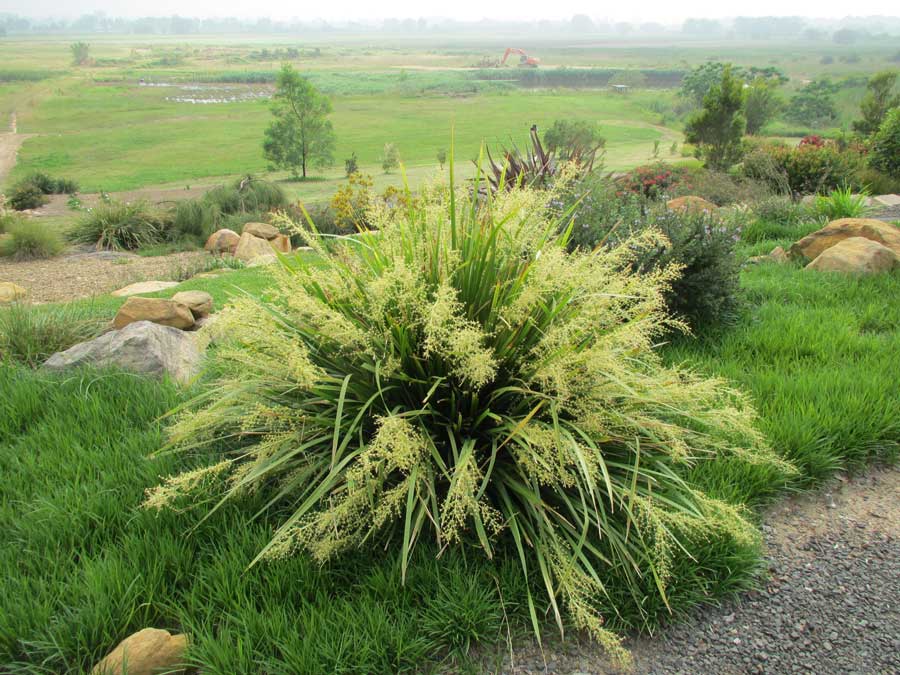 lomandra