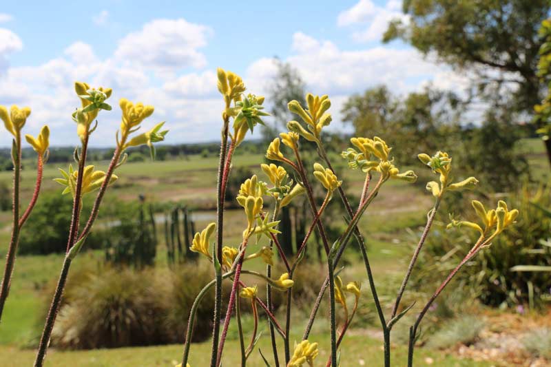 Anigozanthos Hybrids