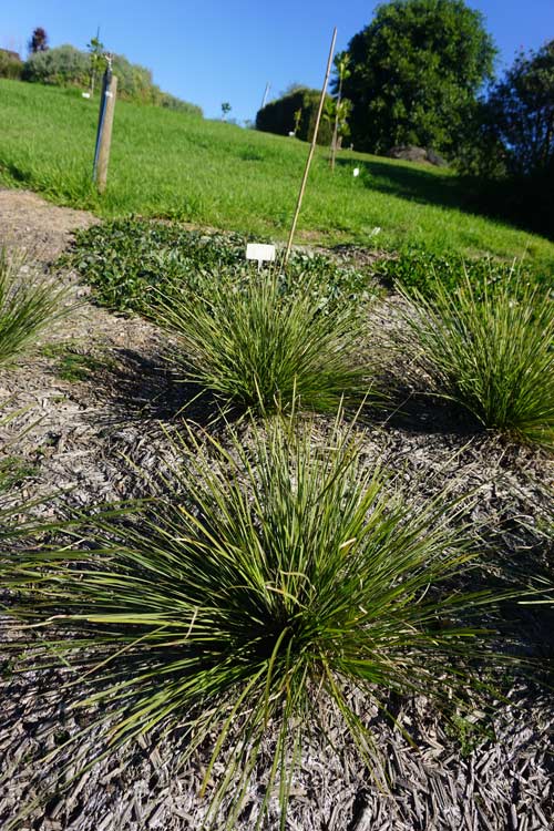 Grass Tree