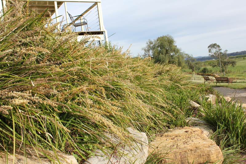 Lomandra Katrinus Deluxe