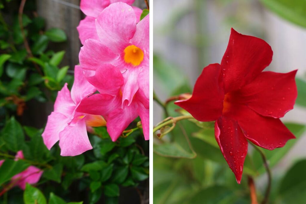 Mandevilla Varieties