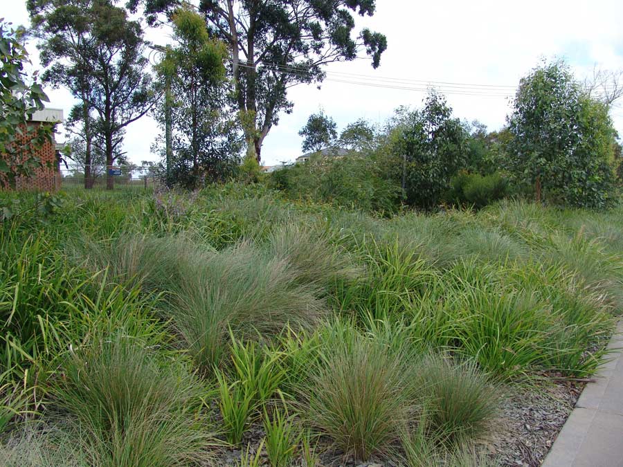 The wild native aesthetic plant palette