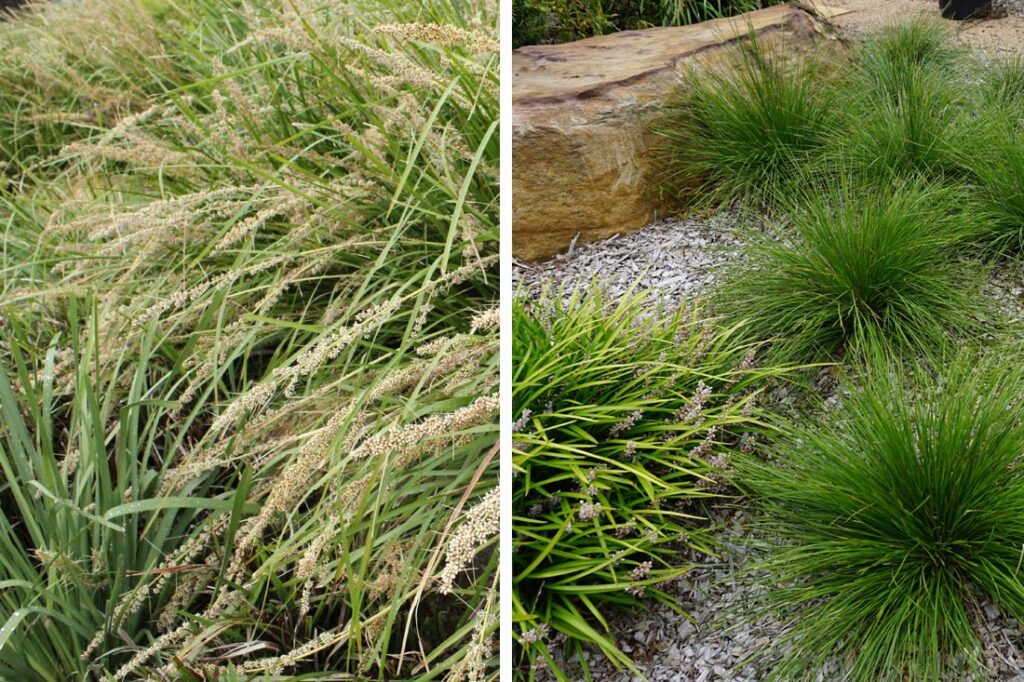 Top Five Lomandra